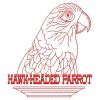 Hawk Headed Parrot 05(Md)