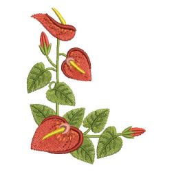 Beautiful Anthurium 04