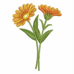 Heirloom Calendula 01