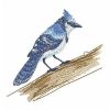 Watercolor Blue Jay 04